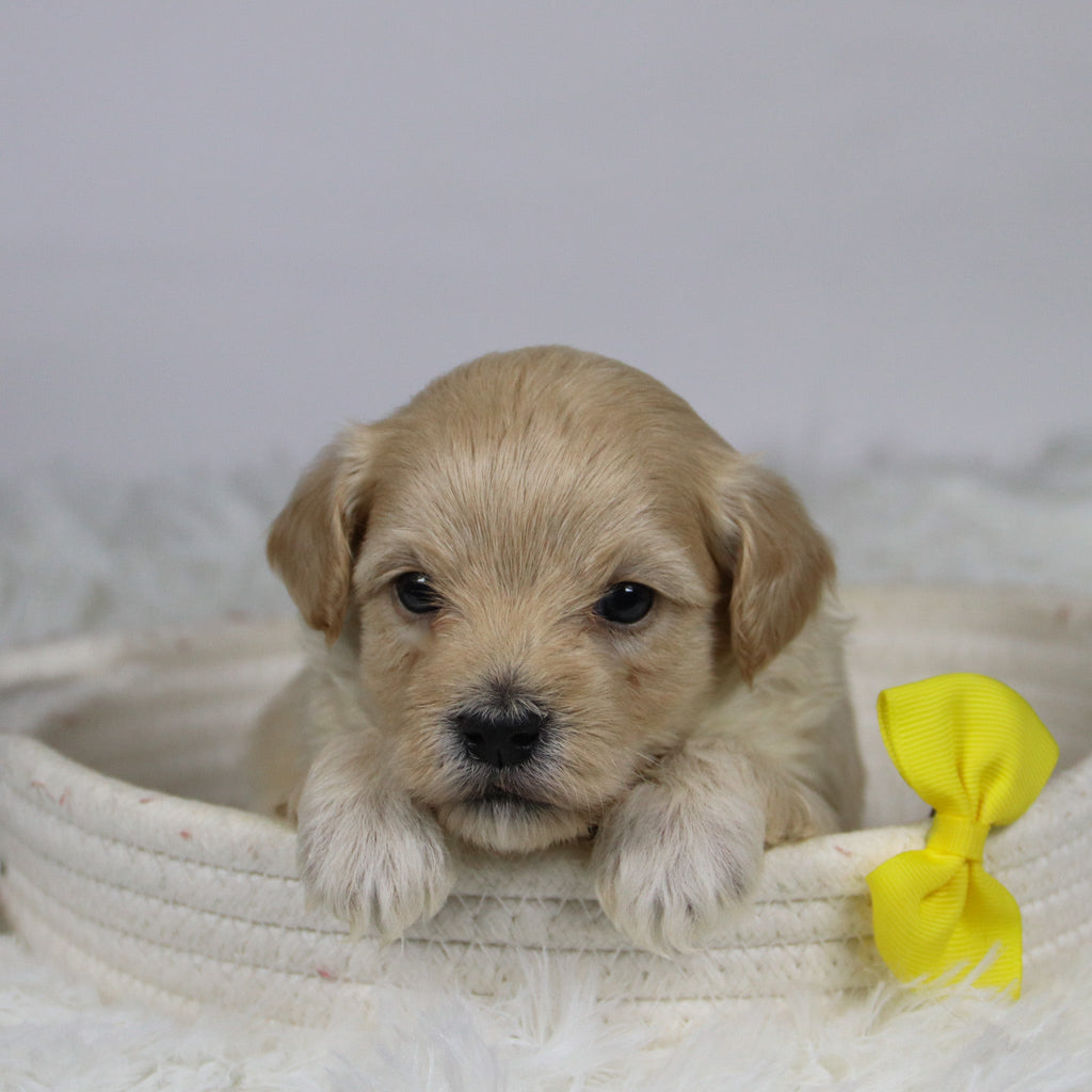 Aaron - Available Now