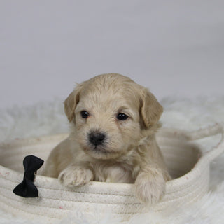 Hondo - Available 12/3