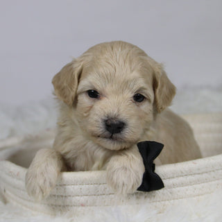 Hondo - Available Now