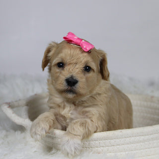 Koala - Available 12/3