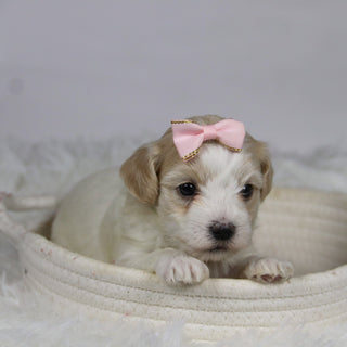 Koleen - Available 12/3