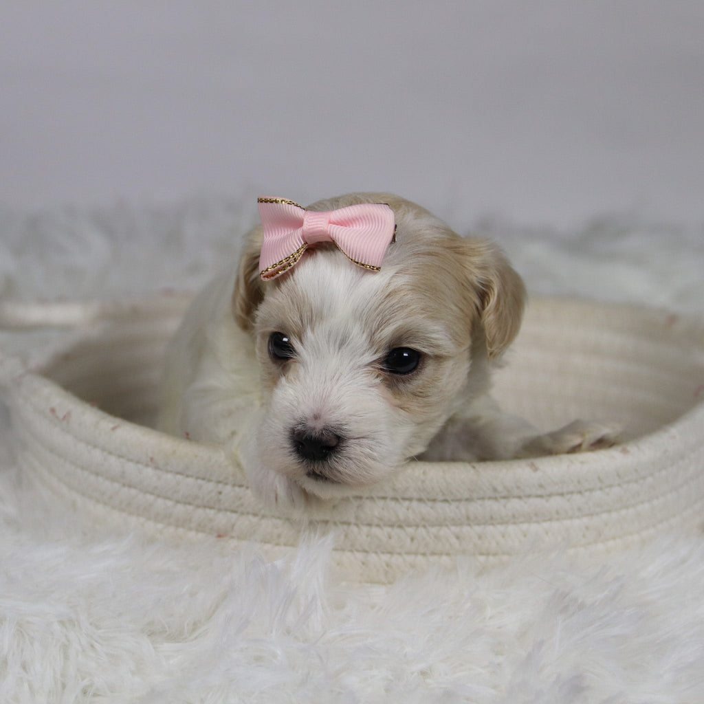 Koleen - Available 12/3