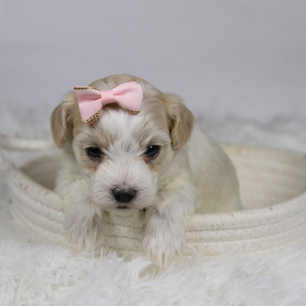 Koleen - Available 12/3