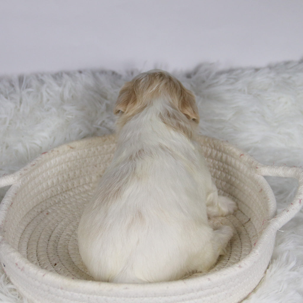 Koleen - Available 12/3