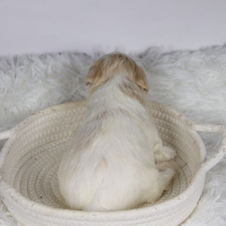 Koleen - Available 12/3