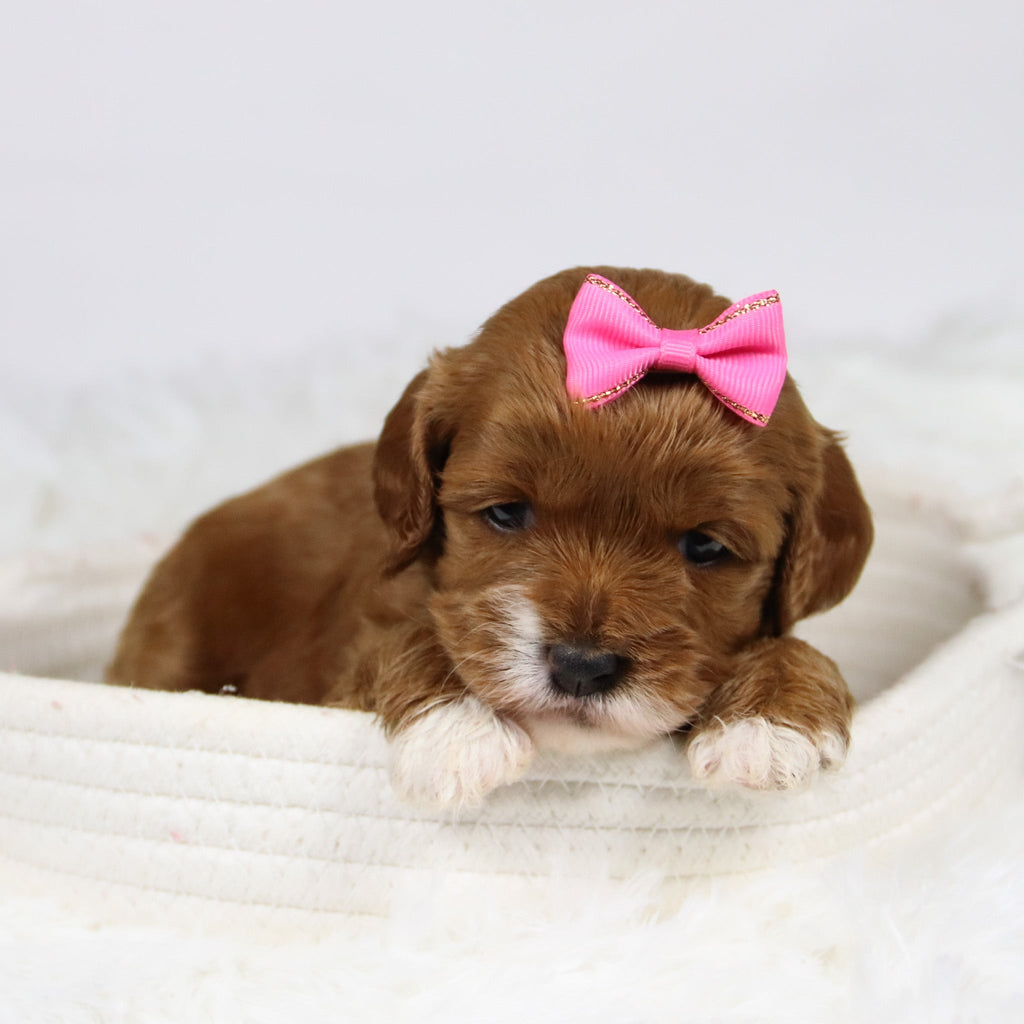 Bambina - Available 12/3