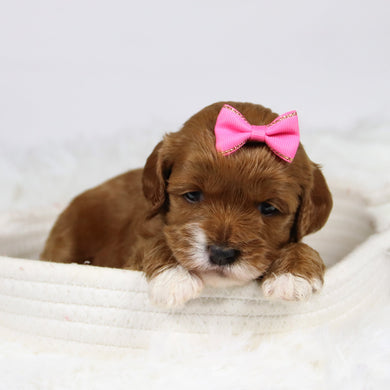 Bambina - Available 12/3