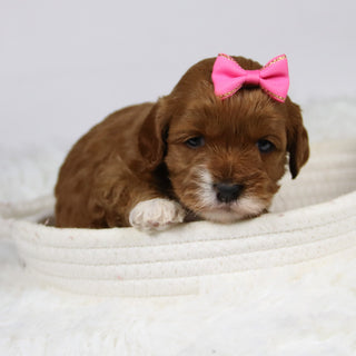 Bambina - Available 12/3