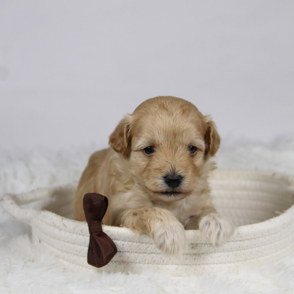 Abner - Available Now