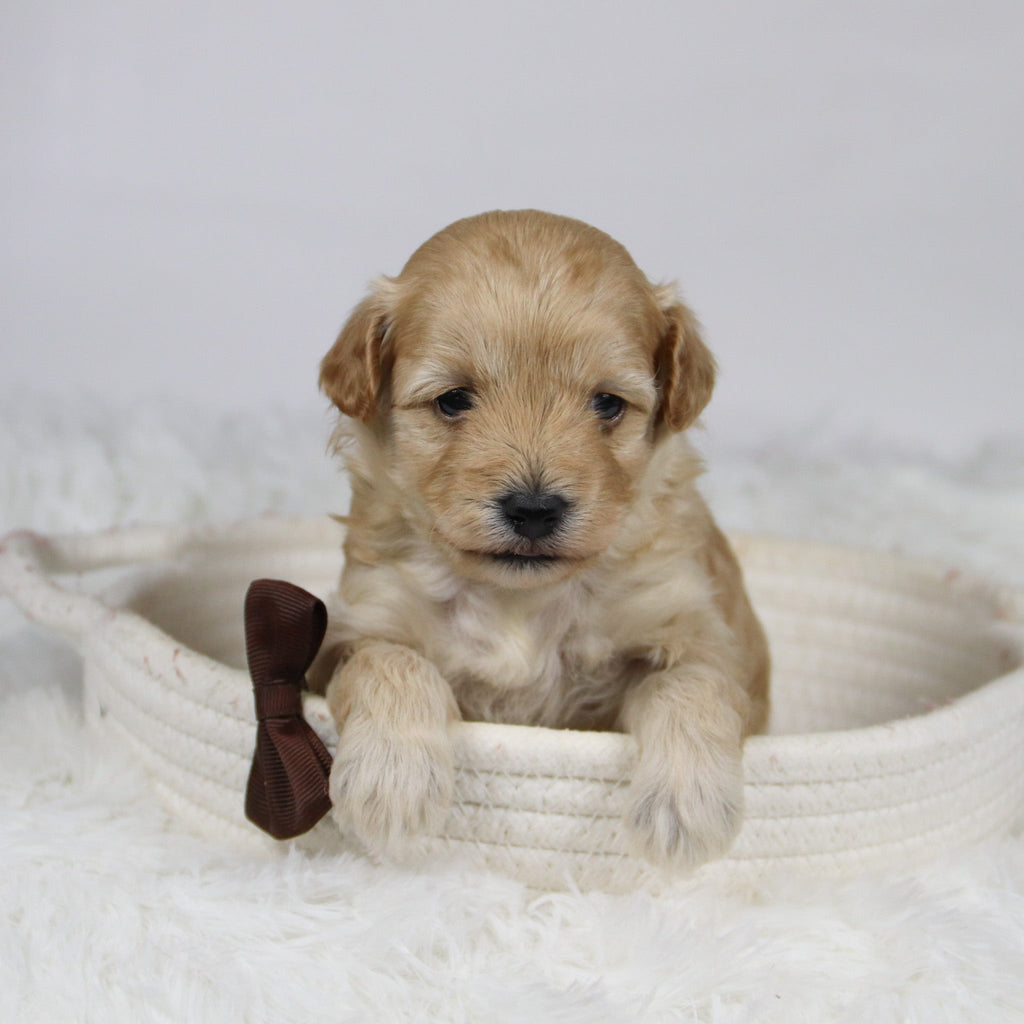 Abner - Available 12/3