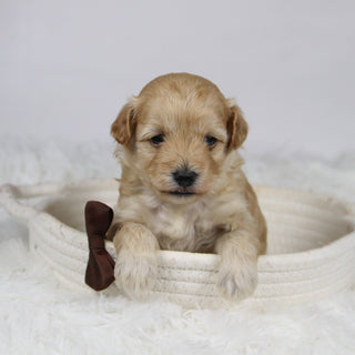 Abner - Available Now