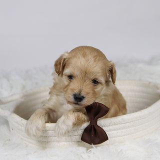 Abner - Available 12/3