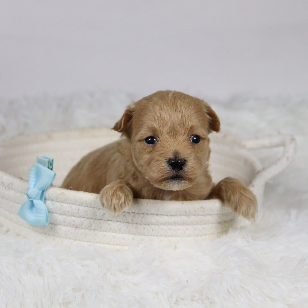 Abena - Available Now