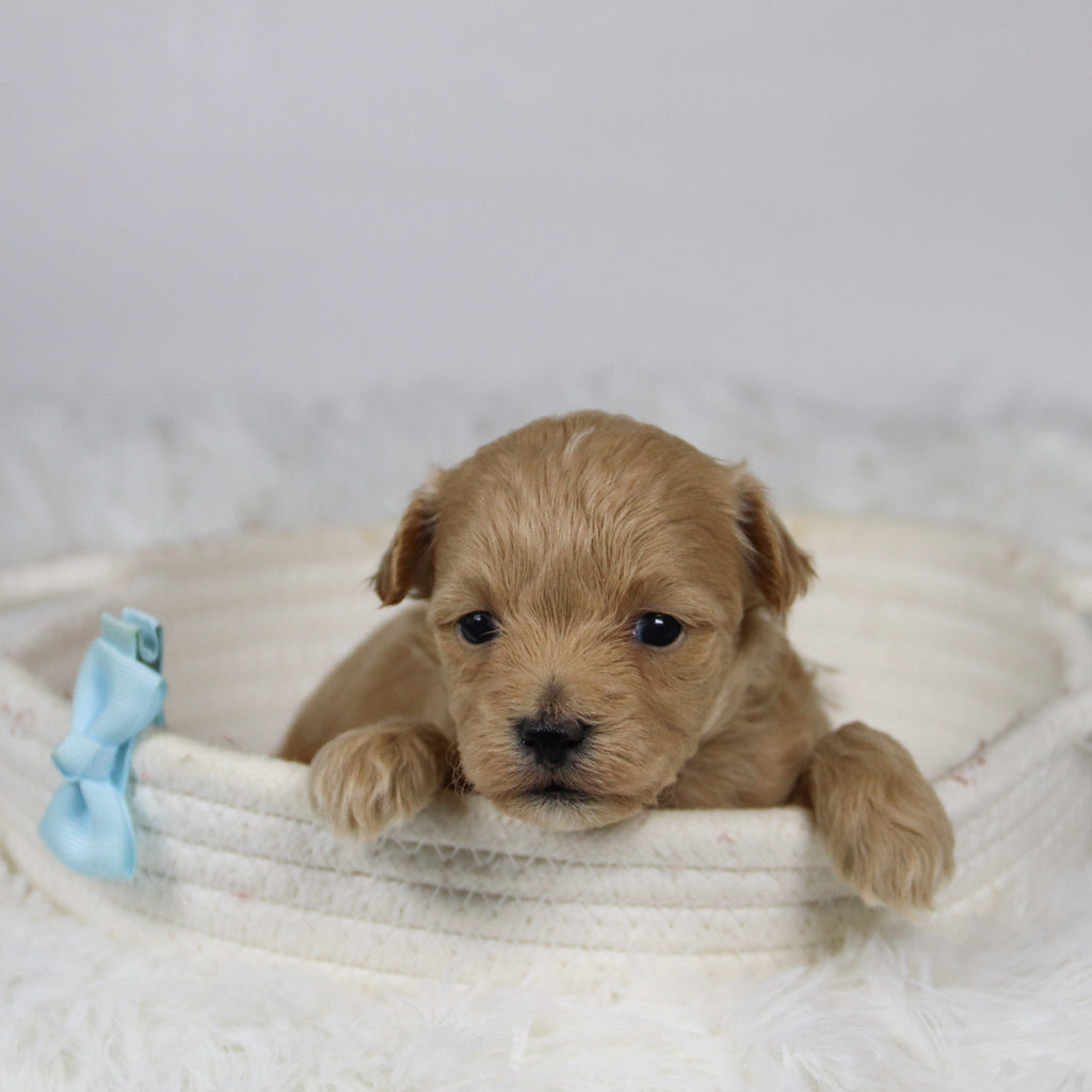 Abena - Available 12/3