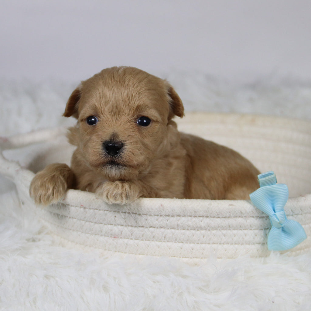 Abena - Available Now