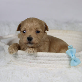 Abena - Available 12/3