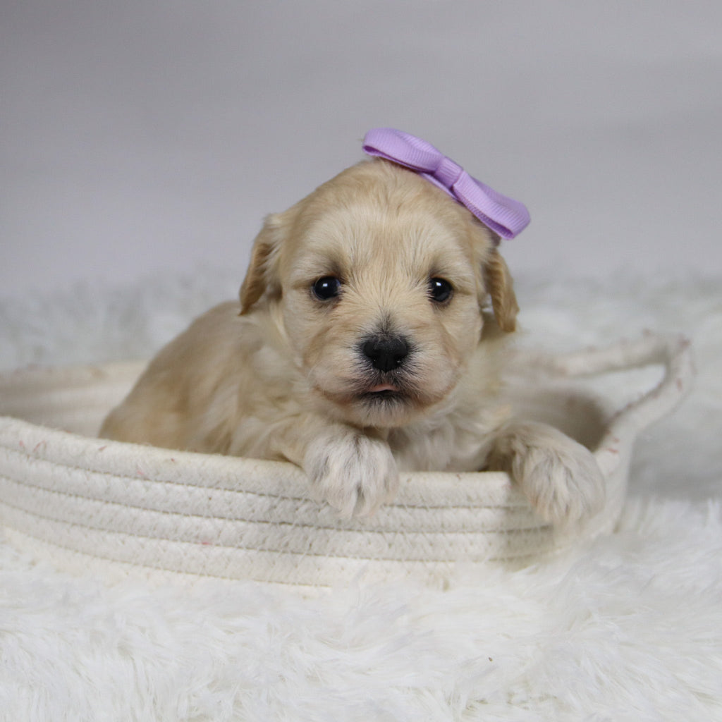 Bailey - Available Now