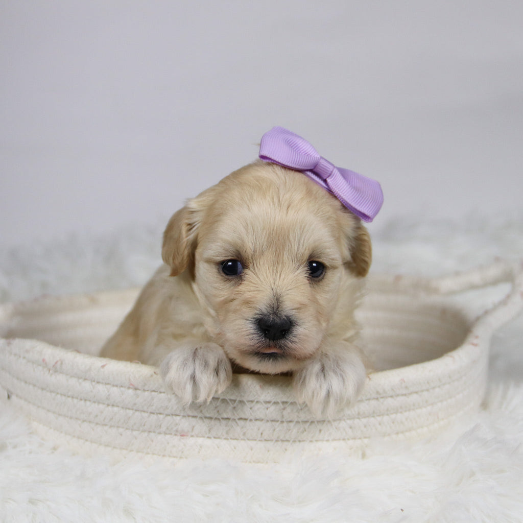 Bailey - Available 12/3