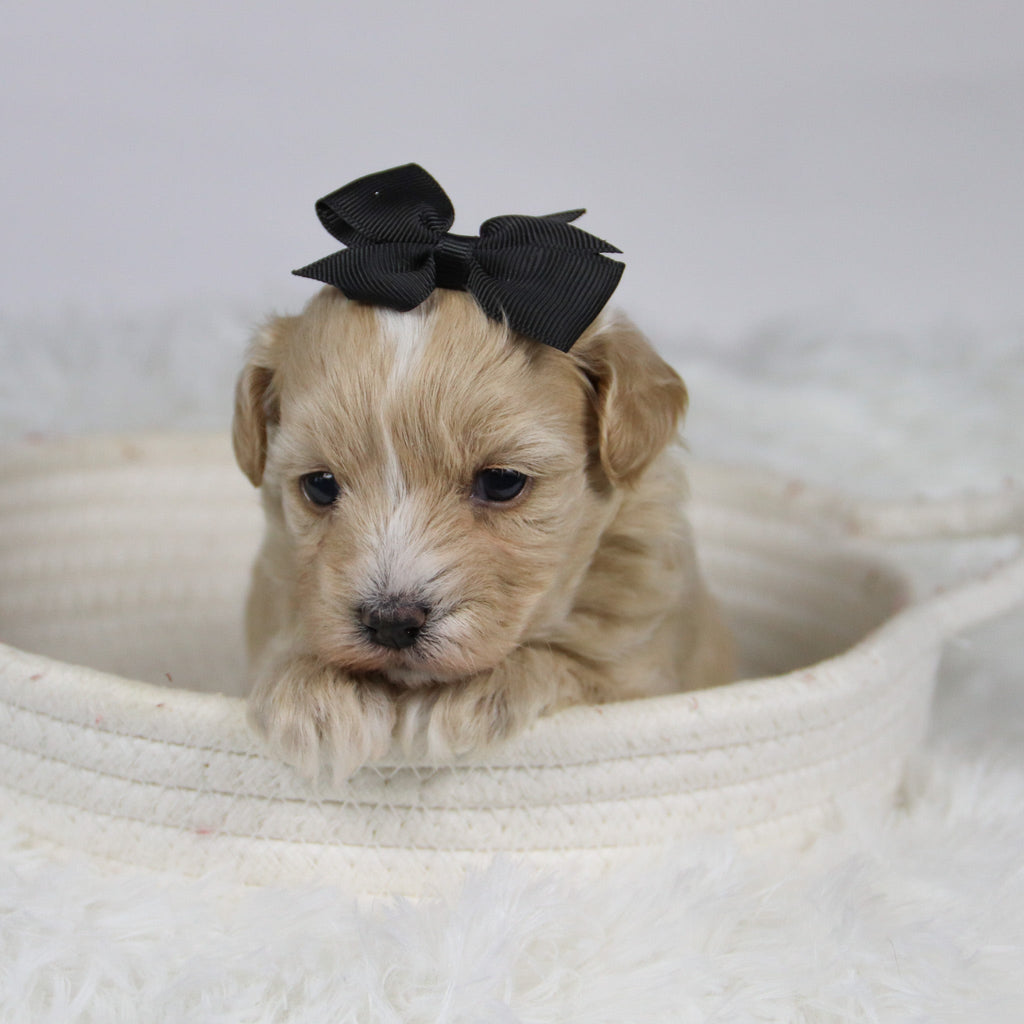 Baka - Available 12/3