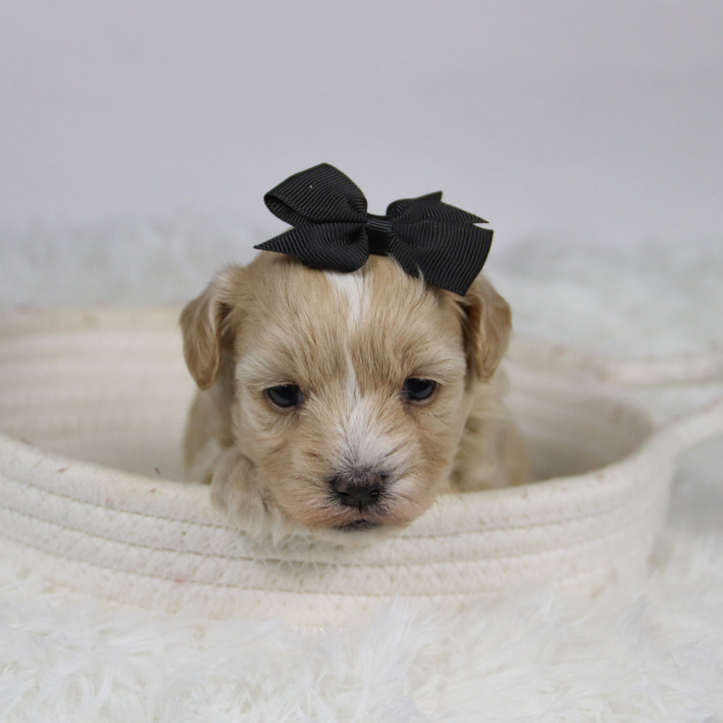 Baka - Available 12/3