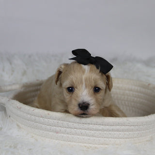 Baka - Available 12/3