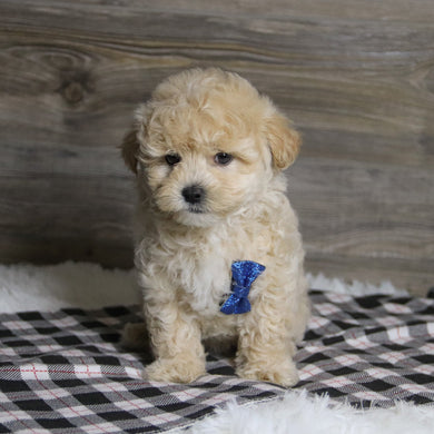 Banjo - Available 12/10