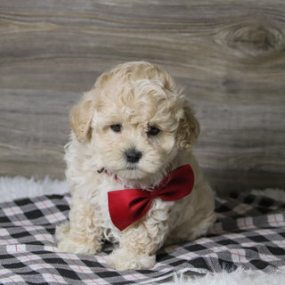 Banner - Available 12/10