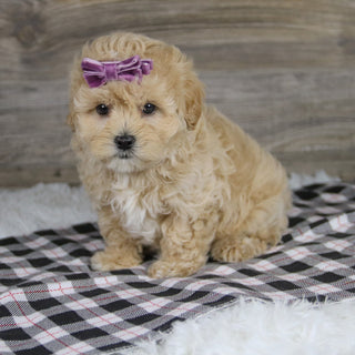 Carol - Available 12/10