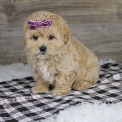 Carol - Available 12/10