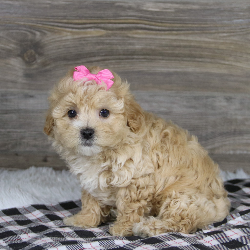 Casey - Available 12/10