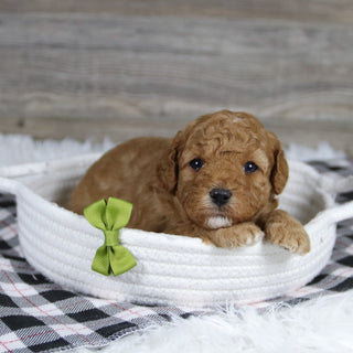 Sherrod - Available 12/31