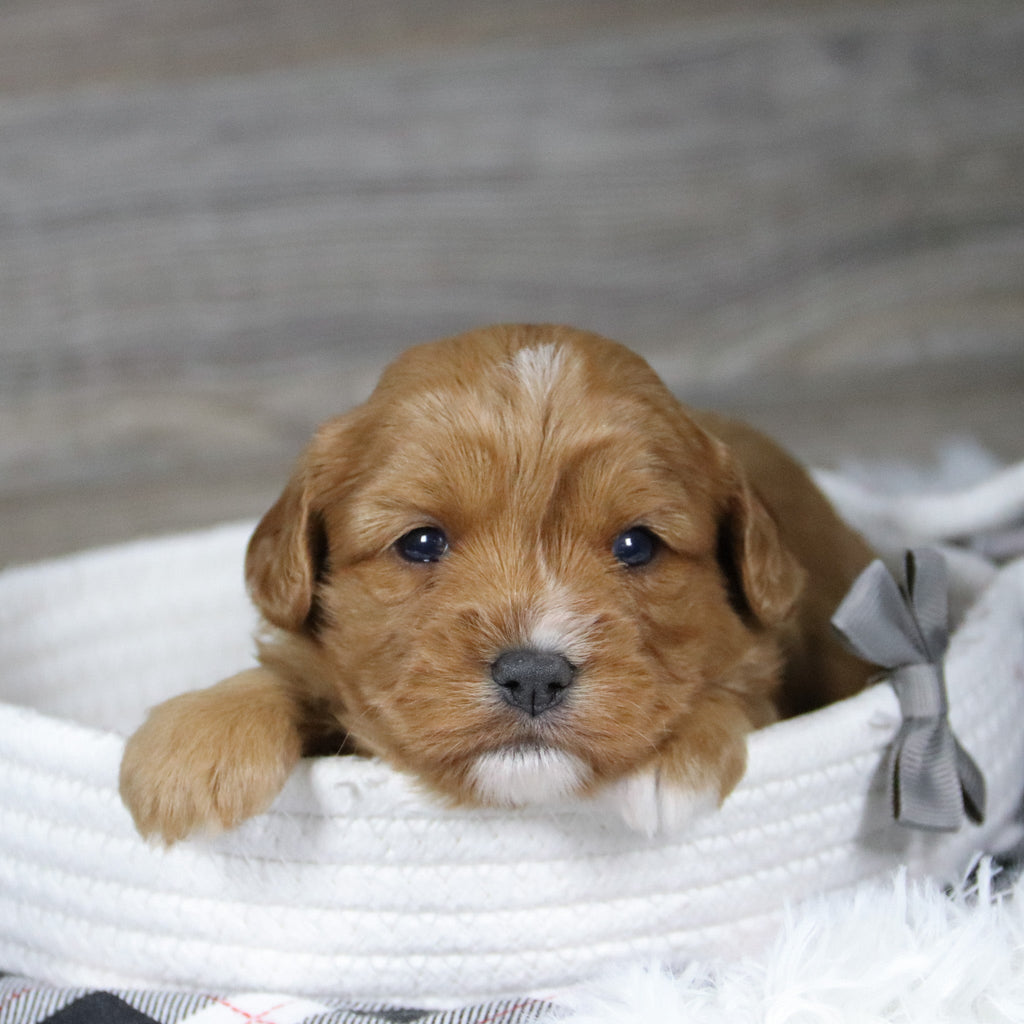 Gus - Available 12/31