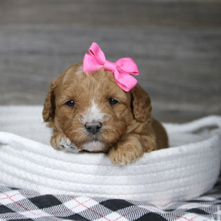 Annie - Available 12/31