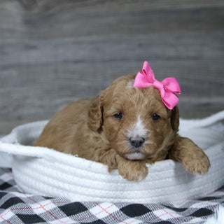 Annie - Available 12/31