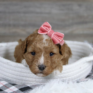 Lois - Available 12/31