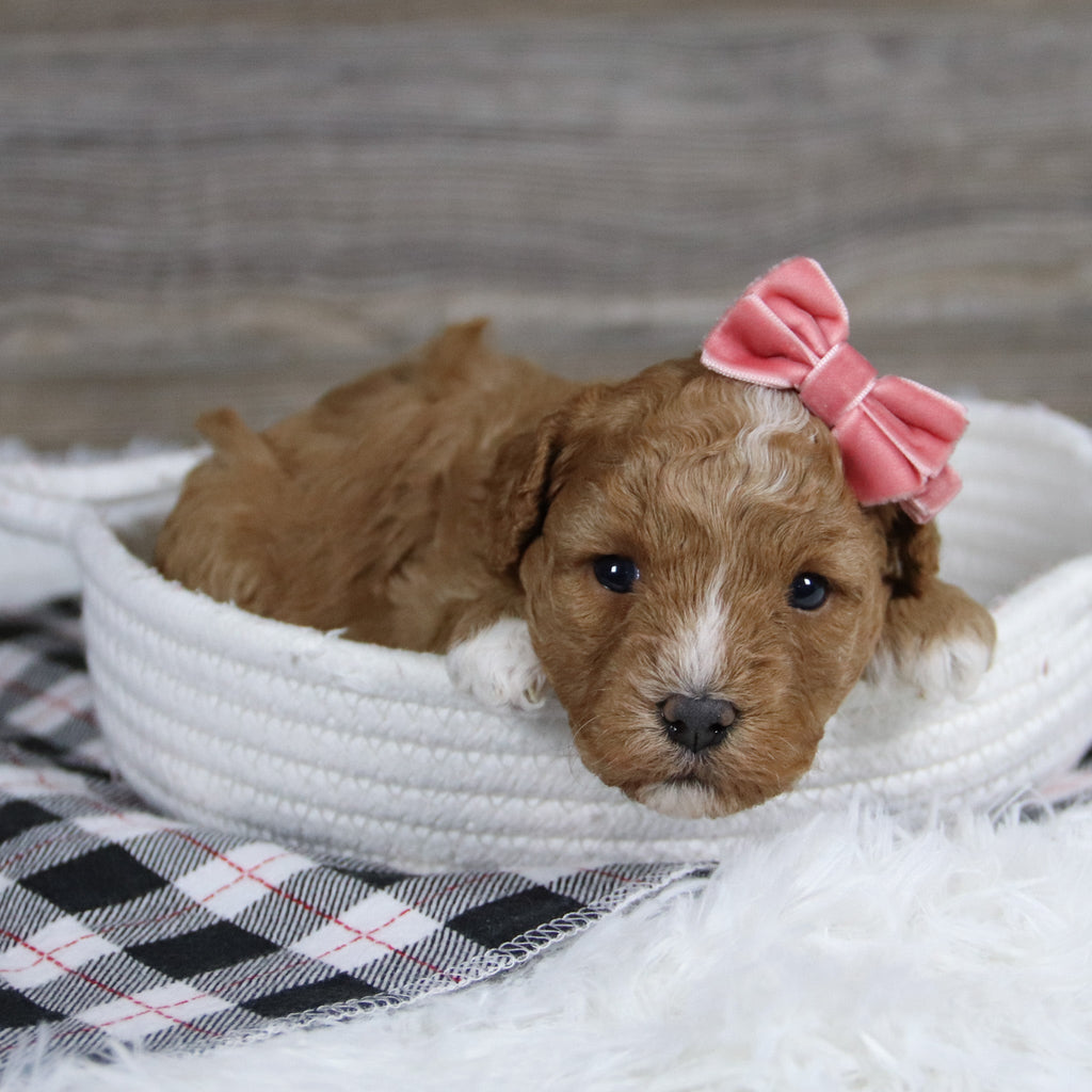 Lois - Available 12/31