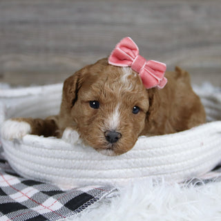 Lois - Available 12/31