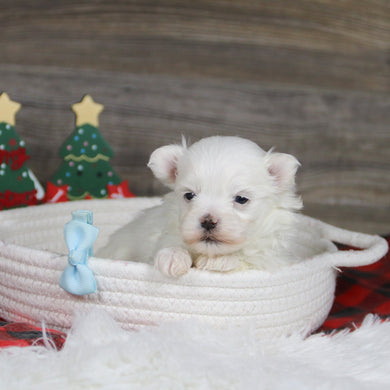 Roan - Available 1/8