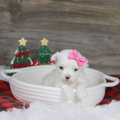 Landra - Available 1/8