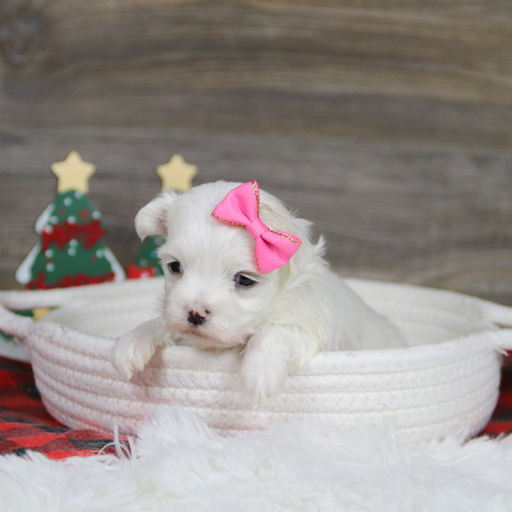 Landra - Available 1/8