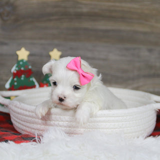 Landra - Available 1/8