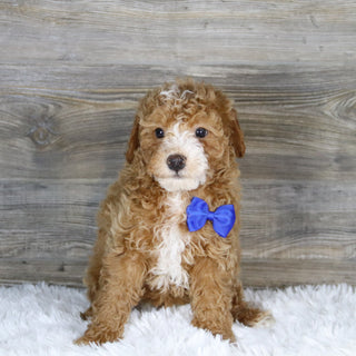 Theo - Available Now