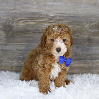 Theo - Available Now