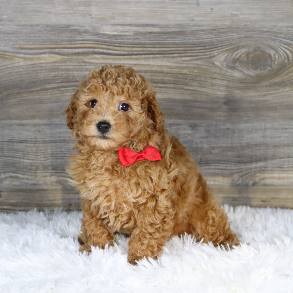 Terry - Available 1/15