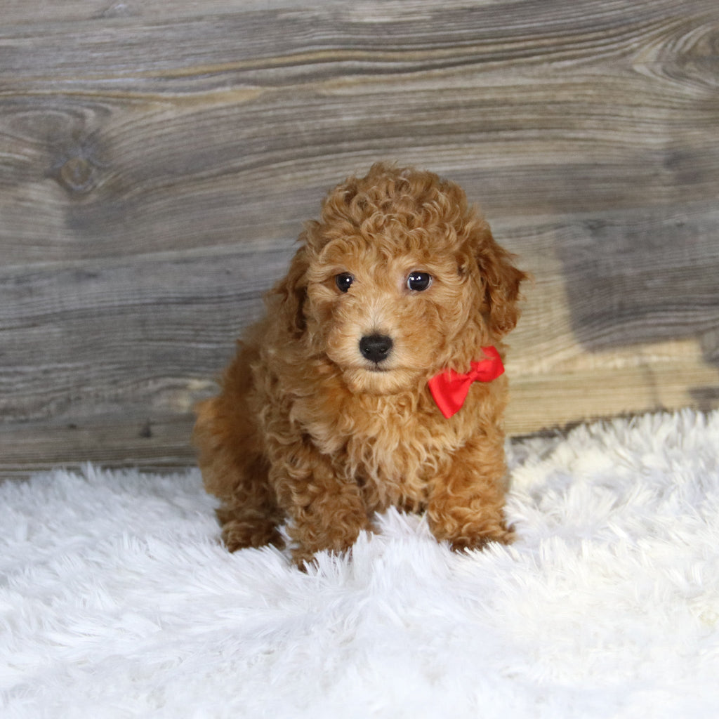 Terry - Available 1/15