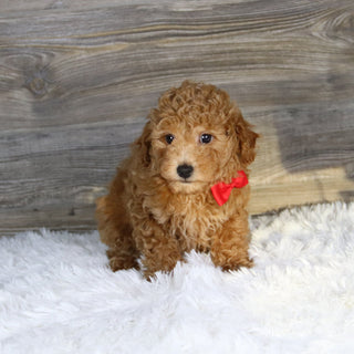 Terry - Available Now