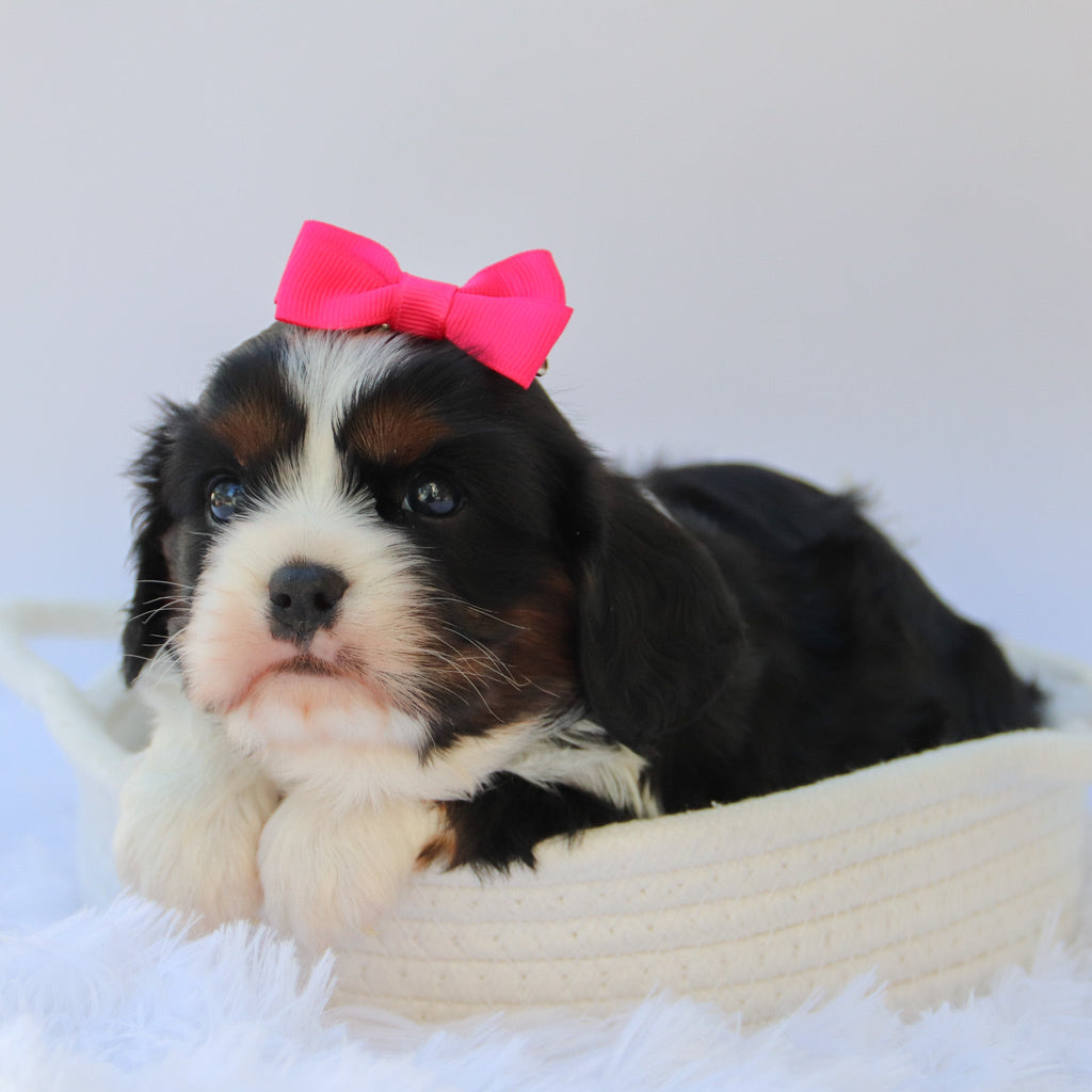 Rainbow - Available Now