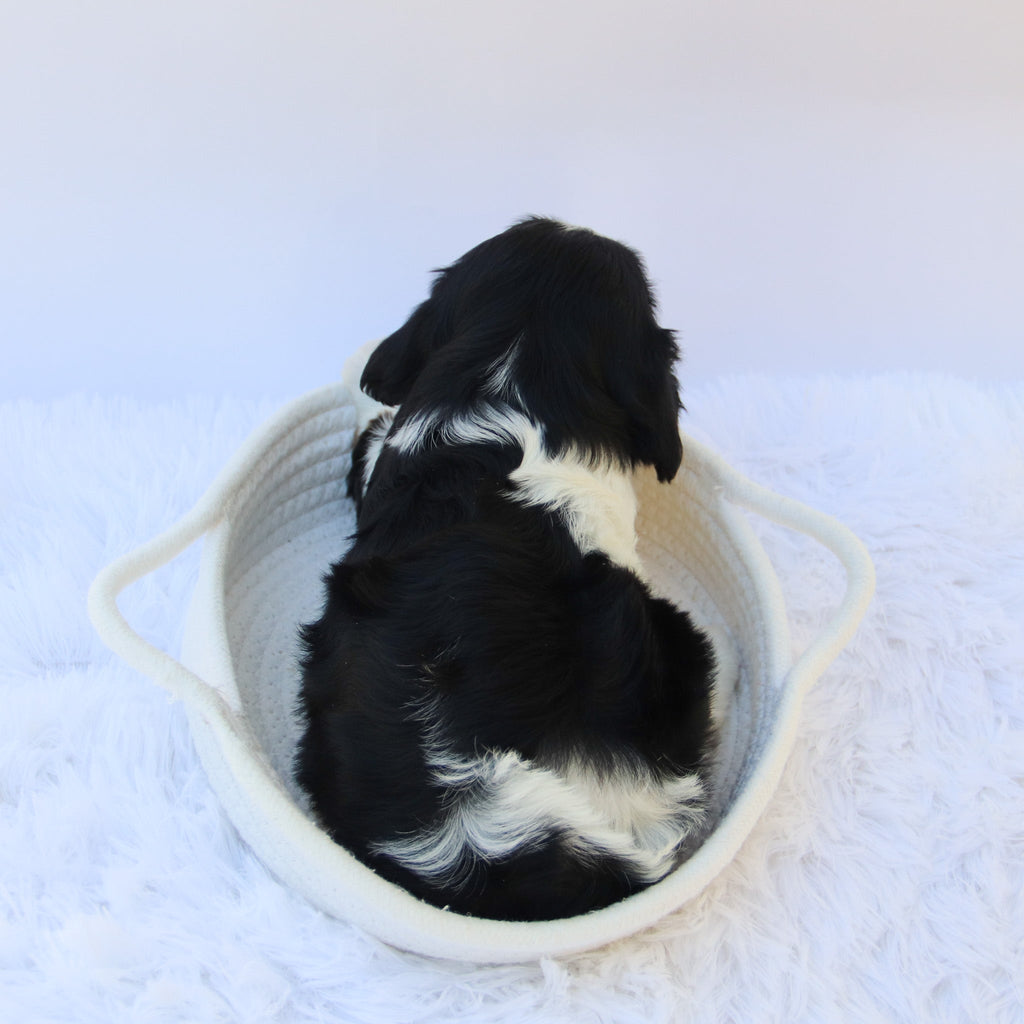 Rainbow - Available Now