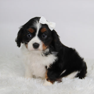 Rainbow - Available Now