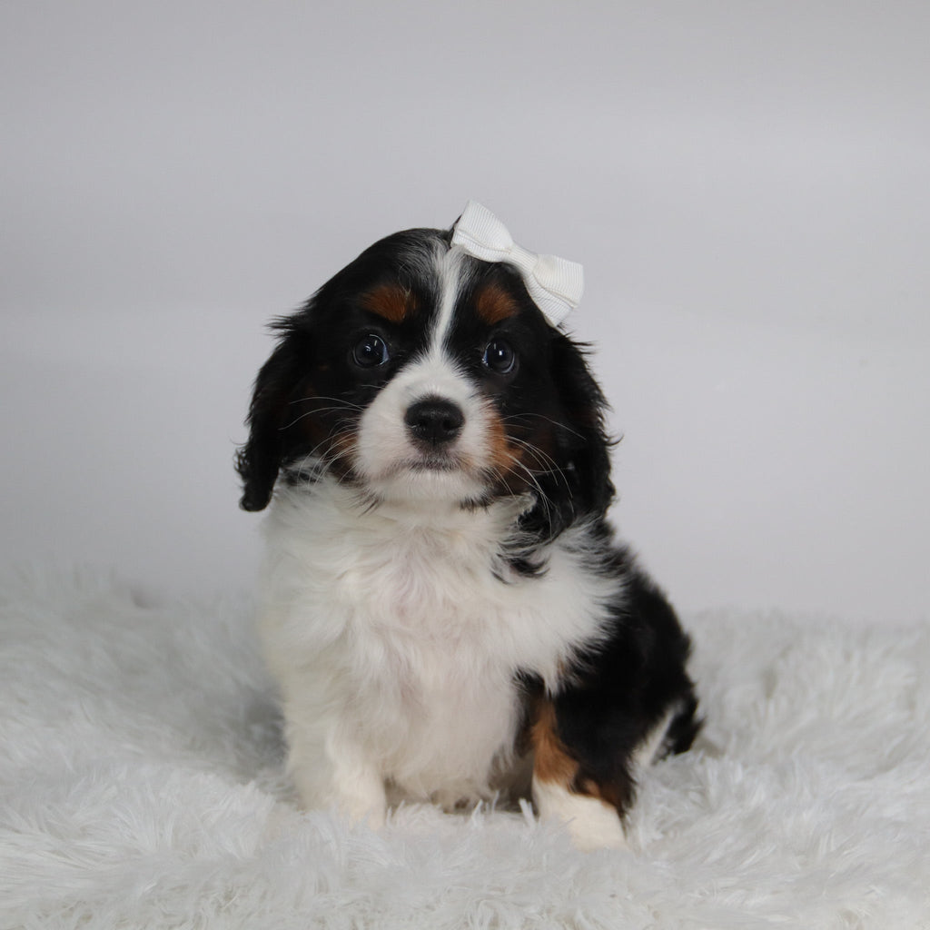 Rainbow - Available Now